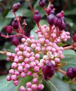 Roots Plants Best Plants For Pots & Containers Viburnum Tinus 13 Roots Plants Best Plants For Pots & Containers Viburnum Tinus