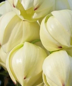 Roots Plants All Shrubs Yucca Gloriosa Variegata
