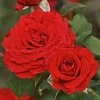 Roots Plants Shrub Rose 'Carmine Vaza' | 4.5L Pot 2 Roots Plants Shrub Rose 'Carmine Vaza' | 4.5L Pot