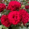 Roots Plants Rose Bushes Shrub Rose 'Draga Frayla®' | 4.5L Pot 1 Roots Plants Rose Bushes Shrub Rose 'Draga Frayla®' | 4.5L Pot