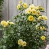 Roots Plants Climbing Rose 'Golden Showers' | 4.5L Pot Rose Bushes 2 Roots Plants Climbing Rose 'Golden Showers' | 4.5L Pot Rose Bushes
