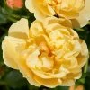 Roots Plants Climbing Rose 'Mapale Courtyard®' | 4.5L Pot Rose Bushes 2 Roots Plants Climbing Rose 'Mapale Courtyard®' | 4.5L Pot Rose Bushes