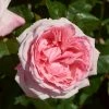 Roots Plants Shrub Rose 'Marlis Renaissance®' | 4.5L Pot 2 Roots Plants Shrub Rose 'Marlis Renaissance®' | 4.5L Pot