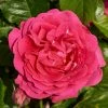 Roots Plants Climbing Rose 'Pasillo Courtyard®' | 4.5L Pot 2 Roots Plants Climbing Rose 'Pasillo Courtyard®' | 4.5L Pot