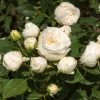 Roots Plants Shrub Rose 'Lenka Frayla®' | 4.5L Pot Rose Bushes