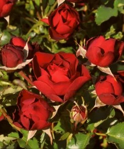 Roots Plants Shrub Rose 'Morava Reka®' | 4.5L Pot
