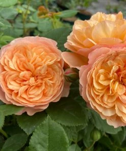 Roots Plants Shrub Rose 'Natalija Frayla®' | 4.5L Pot