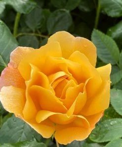 Roots Plants Rose Bushes Shrub Rose 'Olivera Frayla®' | 4.5L Pot