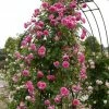 Roots Plants Rose Bushes Climbing Rose 'Parade' | 4.5L Pot