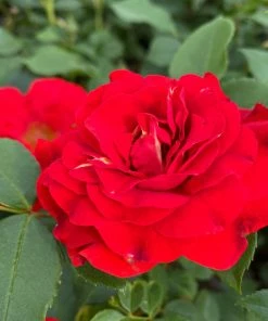 Roots Plants Shrub Rose 'Tara Reka®' | 4.5L Pot Rose Bushes