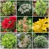 Roots Plants Best Small Evergreen Shrubs 1 Roots Plants Best Small Evergreen Shrubs