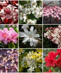 Roots Plants Hydrangea Best Flowering Shrubs