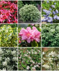 Roots Plants Ceanothus Best Evergreen Shrubs