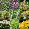Roots Plants Hydrangea Best Shrubs For Borders 1 Roots Plants Hydrangea Best Shrubs For Borders
