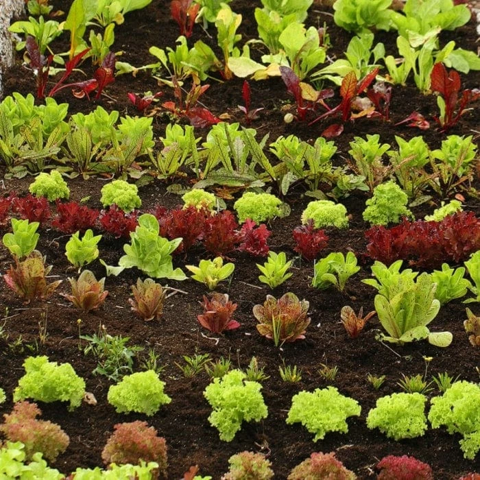 Roots Plants 10 Organic 'Lollo Biondi' Lettuce Plants 4 Roots Plants 10 Organic 'Lollo Biondi' Lettuce Plants