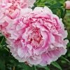 Roots Plants Perennials Peony 'Sarah Bernhardt' | 3L Pot 1 Roots Plants Perennials Peony 'Sarah Bernhardt' | 3L Pot