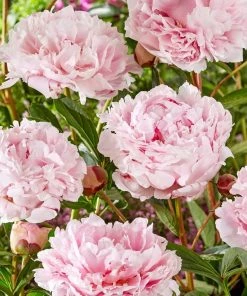 Roots Plants Perennials Peony 'Sarah Bernhardt' | 3L Pot