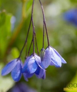 Roots Plants Other Climbing Plants Sollya Heterophylla | On A 90cm Cane In A 3L Pot