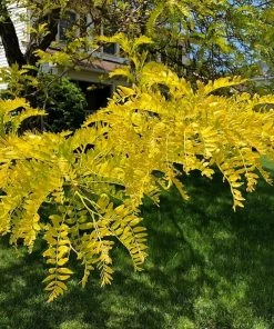 Roots Plants Trees & Shrubs Honeylocust Tree | Gleditsia Triacanthos 'Sunburst' 8 Roots Plants Trees & Shrubs Honeylocust Tree | Gleditsia Triacanthos 'Sunburst'
