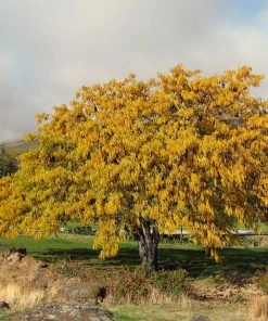 Roots Plants Trees & Shrubs Honeylocust Tree | Gleditsia Triacanthos 'Sunburst' 9 Roots Plants Trees & Shrubs Honeylocust Tree | Gleditsia Triacanthos 'Sunburst'