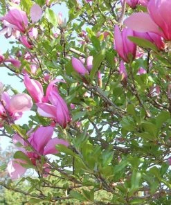 Roots Plants Magnolia 'Susan' Trees & Shrubs