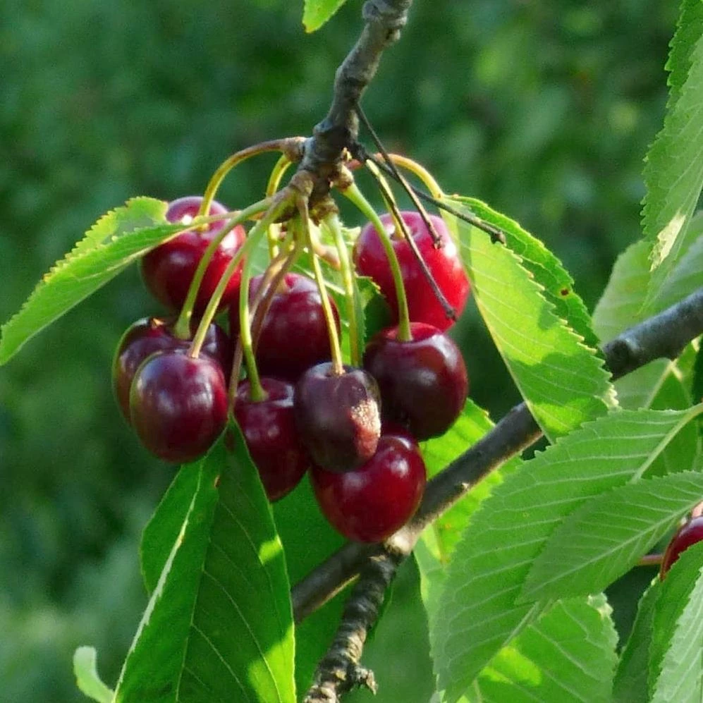 Roots Plants Sweetheart ' Cherry Tree Fruits 3 Roots Plants Sweetheart ' Cherry Tree Fruits