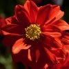 Roots Plants 30cm Dahlia Temptation 'Red' | 1L Pot Dahlias 2 Roots Plants 30cm Dahlia Temptation 'Red' | 1L Pot Dahlias