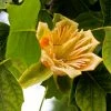 Roots Plants Fastigiate Tulip Tree | Liriodendron Tulipifera Trees & Shrubs 2 Roots Plants Fastigiate Tulip Tree | Liriodendron Tulipifera Trees & Shrubs