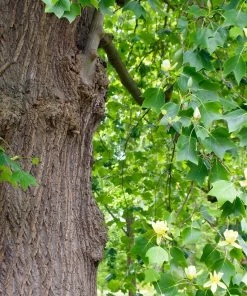 Roots Plants Fastigiate Tulip Tree | Liriodendron Tulipifera Trees & Shrubs