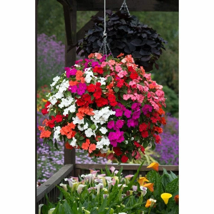 Roots Plants Busy Lizzie Instant Designer Hanging Basket | Impatiens 'Beacon' 5 Roots Plants Busy Lizzie Instant Designer Hanging Basket | Impatiens 'Beacon'