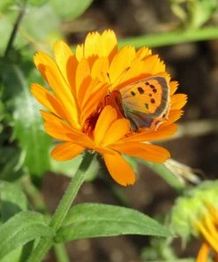 Roots Plants Small Organic Veg Companion Plant Pack Companion Plants 6 Roots Plants Small Organic Veg Companion Plant Pack Companion Plants