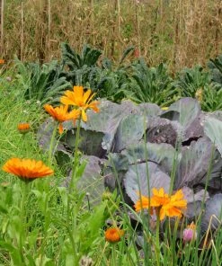 Roots Plants Small Organic Veg Companion Plant Pack Companion Plants 7 Roots Plants Small Organic Veg Companion Plant Pack Companion Plants