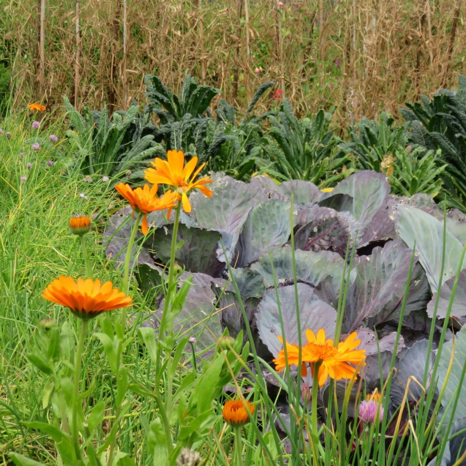 Roots Plants Small Organic Veg Companion Plant Pack Companion Plants 5 Roots Plants Small Organic Veg Companion Plant Pack Companion Plants