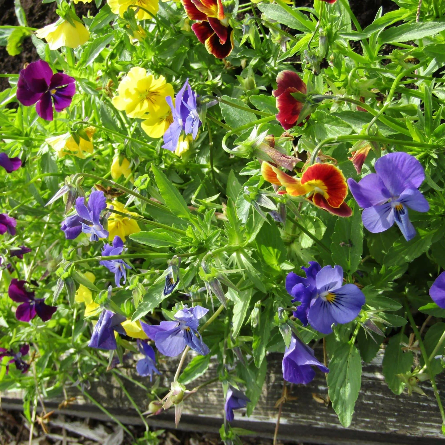 Roots Plants Organic Edible Flower Pack | 40 Plants All Vegetable Plants 4 Roots Plants Organic Edible Flower Pack | 40 Plants All Vegetable Plants