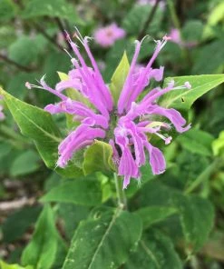 Roots Plants 12 Organic Botanicals Herb Plants For Gin 11 Roots Plants 12 Organic Botanicals Herb Plants For Gin