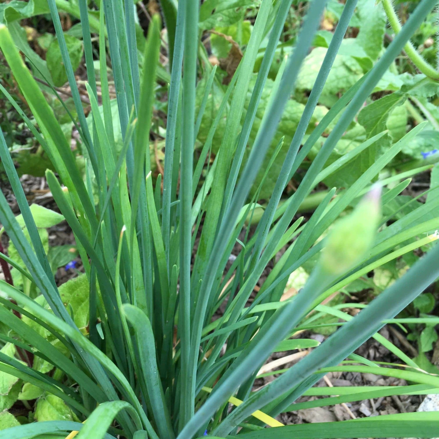 Roots Plants 3 Organic Chives Plants Herbs 3 Roots Plants 3 Organic Chives Plants Herbs