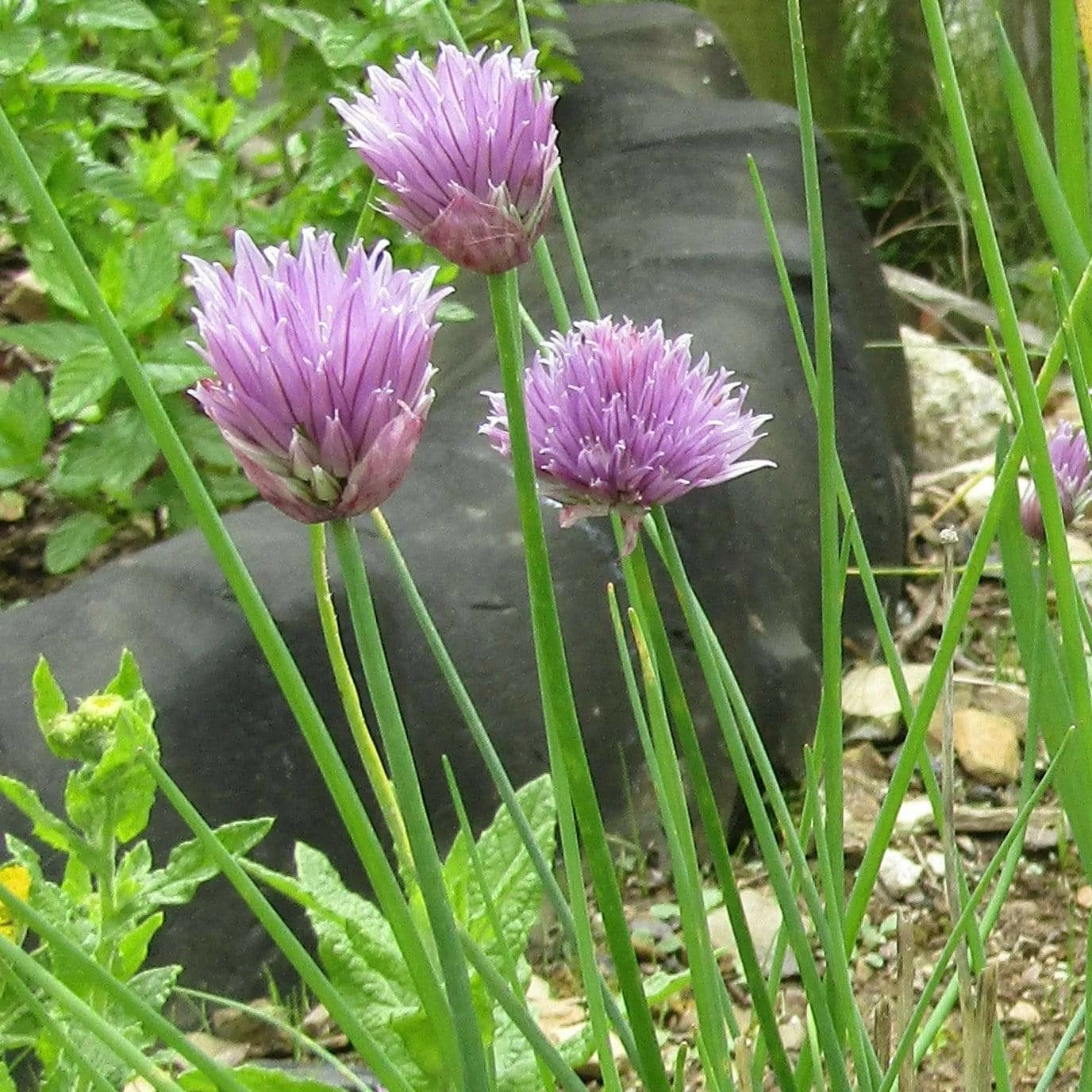 Roots Plants 3 Organic Chives Plants Herbs 4 Roots Plants 3 Organic Chives Plants Herbs