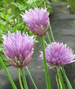 Roots Plants 3 Organic Chives Plants Herbs 8 Roots Plants 3 Organic Chives Plants Herbs