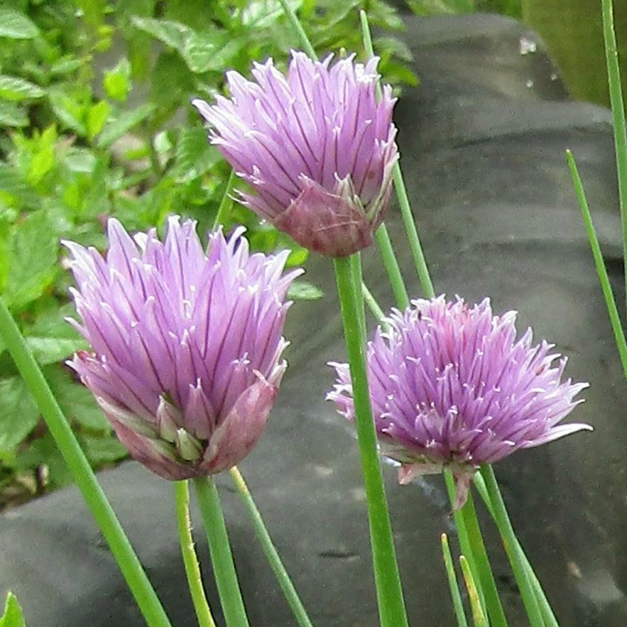 Roots Plants 3 Organic Chives Plants Herbs 5 Roots Plants 3 Organic Chives Plants Herbs