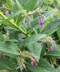 Roots Plants Herbs 3 Organic Comfrey Plants | The Perfect Companion Plant