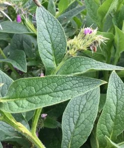 Roots Plants Herbs 3 Organic Comfrey Plants | The Perfect Companion Plant