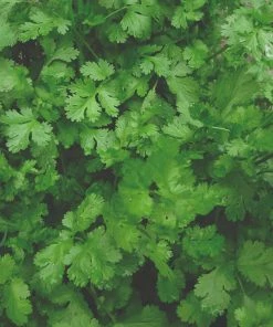 Roots Plants Herbs 3 Organic Coriander Plants 8 Roots Plants Herbs 3 Organic Coriander Plants