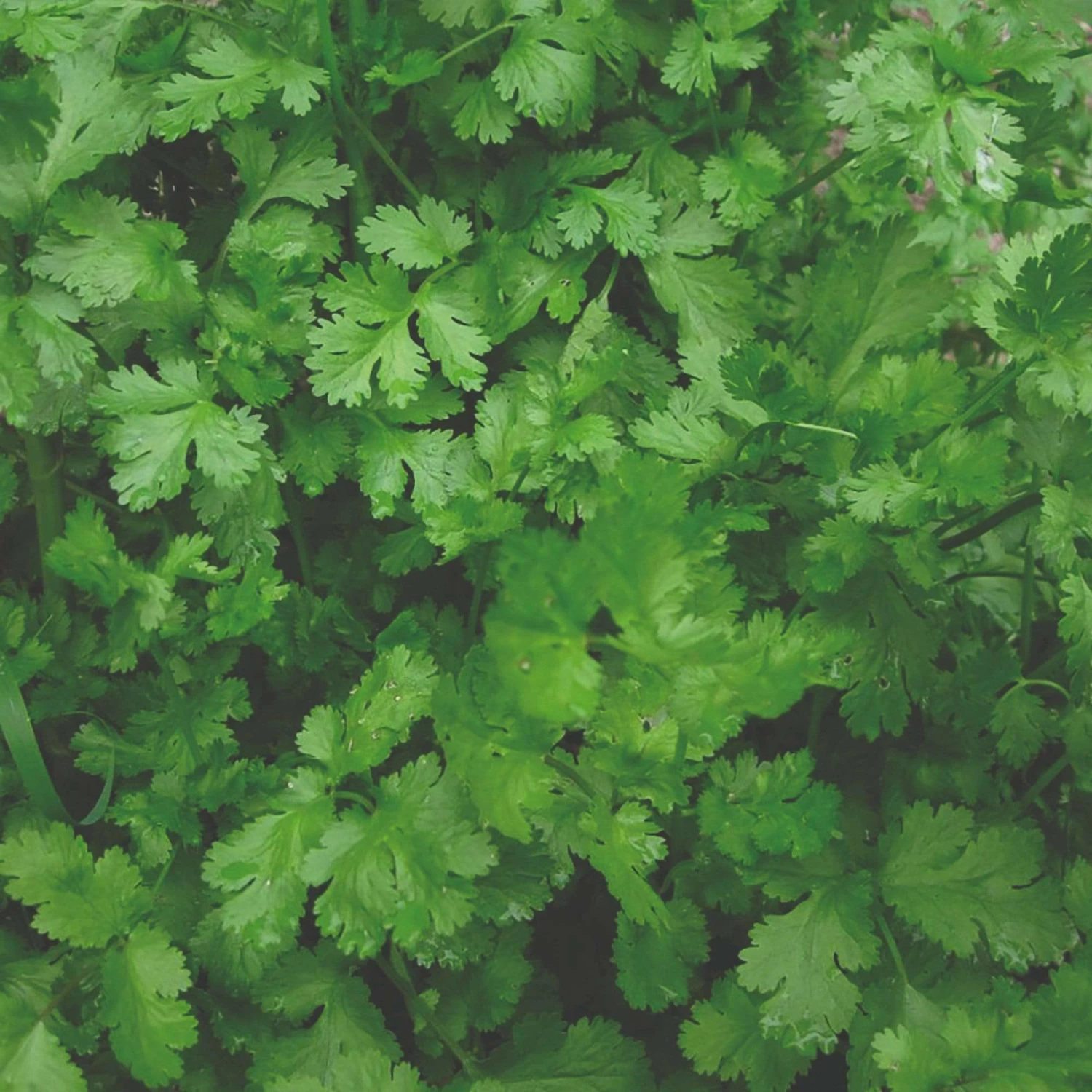 Roots Plants Herbs 3 Organic Coriander Plants 5 Roots Plants Herbs 3 Organic Coriander Plants