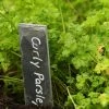 Roots Plants 3 Organic Curly Parsley Plants Herbs 1 Roots Plants 3 Organic Curly Parsley Plants Herbs