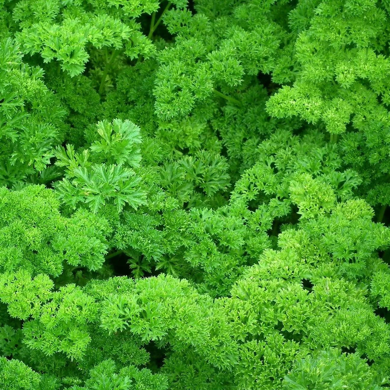 Roots Plants 3 Organic Curly Parsley Plants Herbs 4 Roots Plants 3 Organic Curly Parsley Plants Herbs