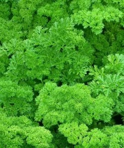 Roots Plants 3 Organic Curly Parsley Plants Herbs 8 Roots Plants 3 Organic Curly Parsley Plants Herbs