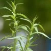 Roots Plants Herbs 3 Organic French Tarragon Plants 2 Roots Plants Herbs 3 Organic French Tarragon Plants