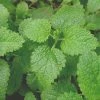Roots Plants 3 Organic Lemon Balm Plants Herbs 2 Roots Plants 3 Organic Lemon Balm Plants Herbs