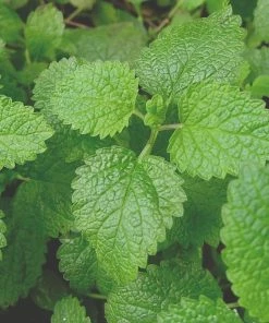 Roots Plants 12 Organic Botanicals Herb Plants For Gin 9 Roots Plants 12 Organic Botanicals Herb Plants For Gin