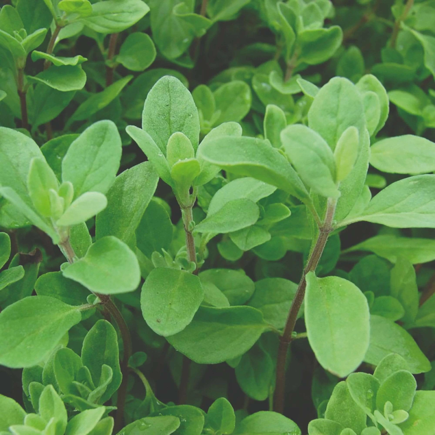 Roots Plants 3 Organic Marjoram Plants Herbs 3 Roots Plants 3 Organic Marjoram Plants Herbs